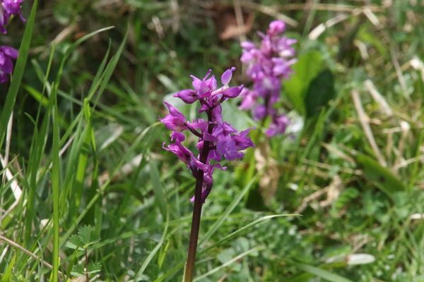 photo of Early Purple Orchid