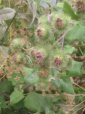 photo of Lesser Burdock