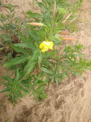 photo of Common Evening Primrose