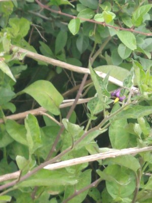 photo of Bittersweet