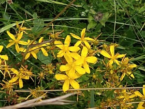 photo of Perforate St. John's Wort