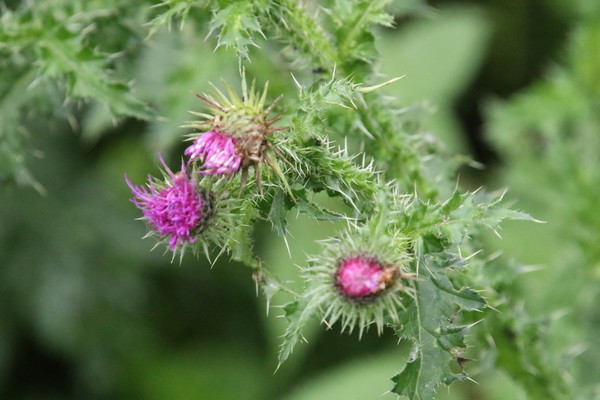 photo of Welted Thistle