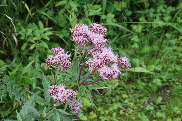 photo of Hemp Agrimony