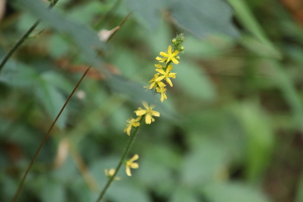 photo of Agrimony
