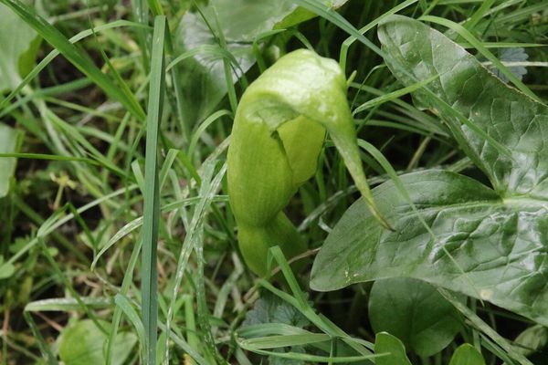 photo of Lords And Ladies