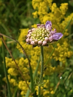 photo of Field Scabious