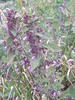 photo of Black Horehound