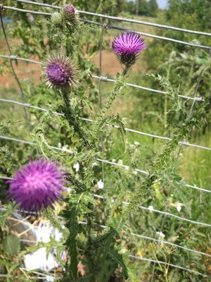 photo of Plumeless Thistle