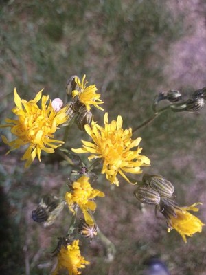 photo of Beaked Hawk's Beard