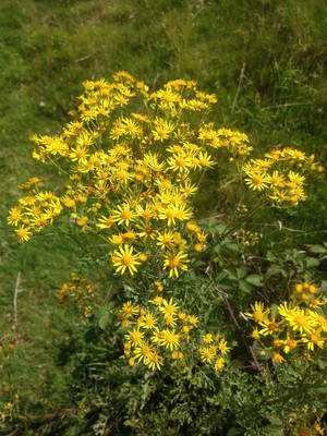 photo of Ragwort