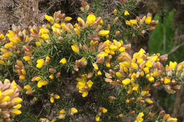 photo of Gorse