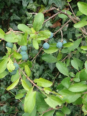 photo of Blackthorn
