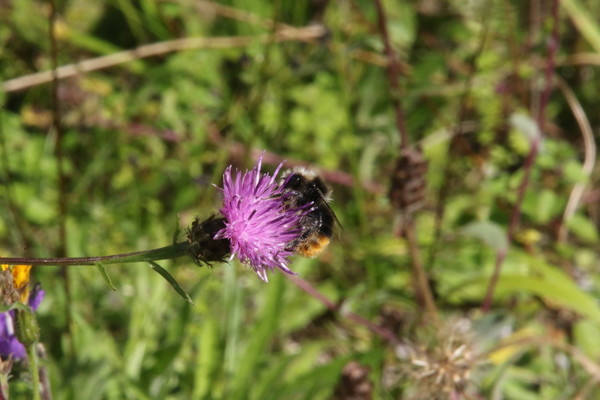 photo of Common Knapweed