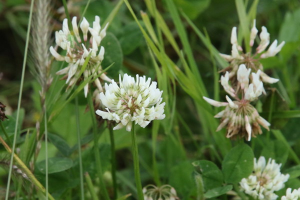 photo of White Clover
