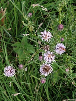 photo of Creeping Thistle