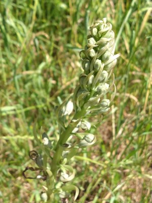 photo of Lizard Orchid