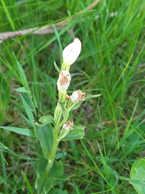 photo of White Helleborine