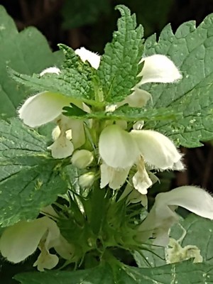 photo of White Dead Nettle