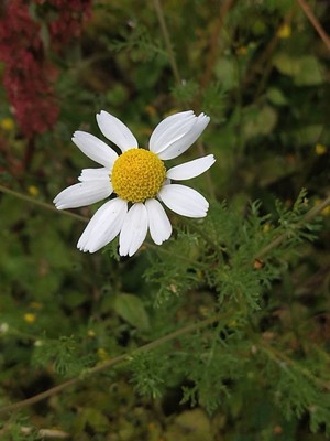 photo of Corn Chamomile