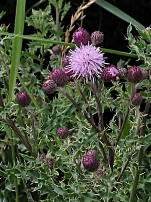 photo of Creeping Thistle