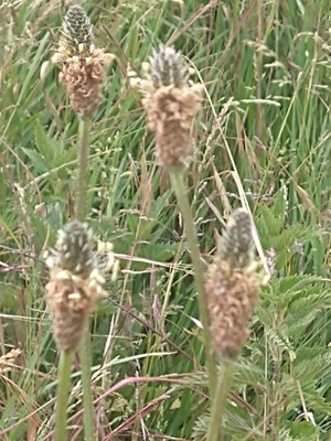photo of Ribwort Plantain