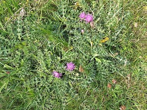 photo of Drawf Thistle