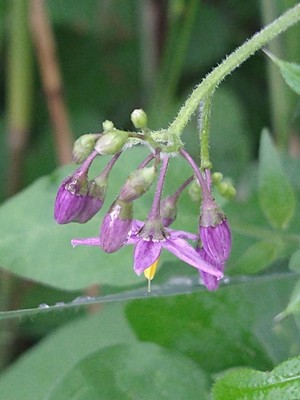 photo of Bittersweet