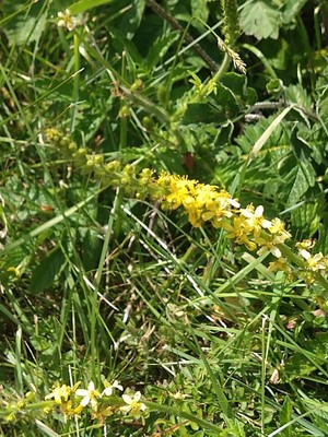 photo of Agrimony