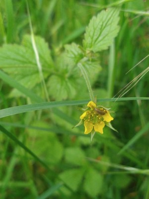 photo of Wood Avens