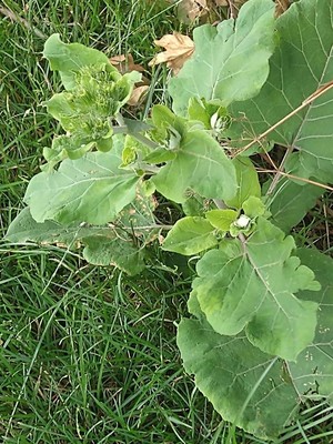 photo of Lesser Burdock