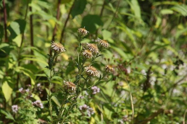 photo of Carline Thistle
