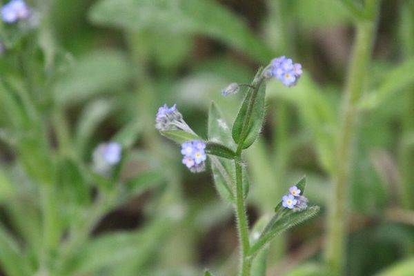 photo of Field Forget Me Not