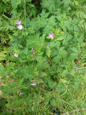 photo of Herb Robert