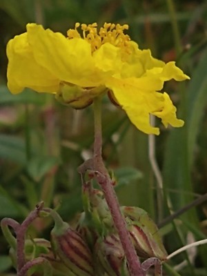 photo of Common Rockrose