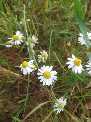 photo of Scented Mayweed