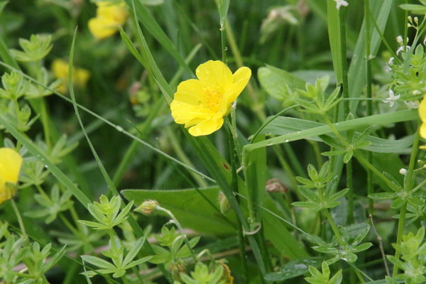 photo of Common Rockrose