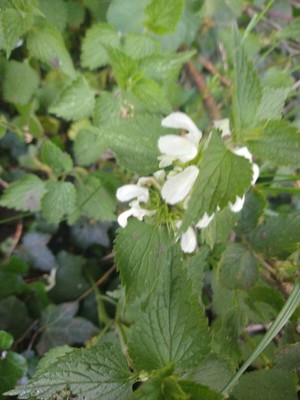 photo of White Dead Nettle