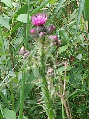photo of Marsh Thistle