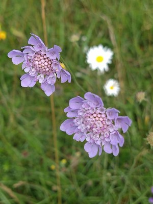 photo of Small Scabious