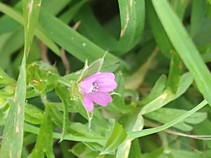 photo of Cut Leaved Crane's Bill