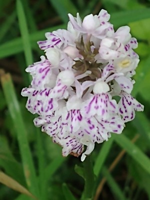 photo of Common Spotted Orchid