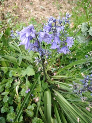 photo of Spanish Bluebell