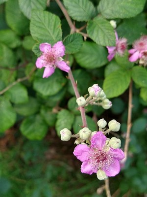 photo of Elm Leaved Bramble