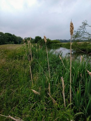 photo of Bulrush