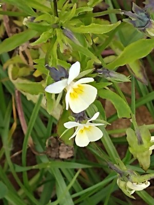photo of Field Pansy
