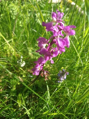 photo of Early Purple Orchid
