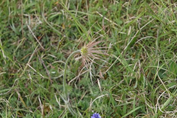 photo of Pasqueflower