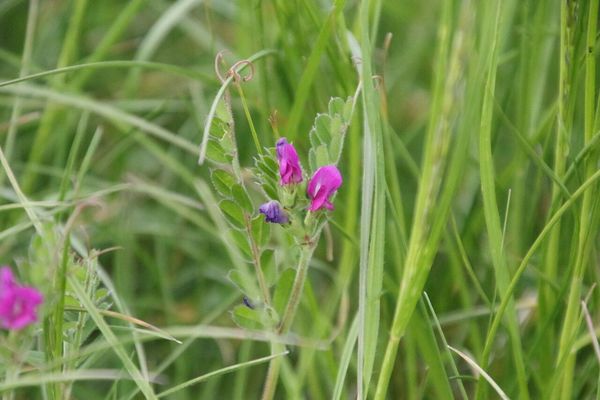 photo of Common Vetch
