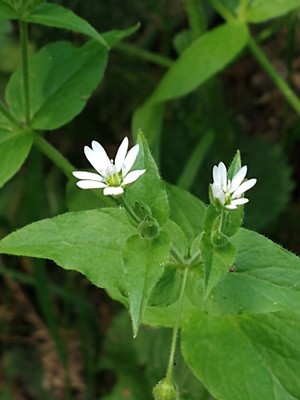 photo of Water Chickweed