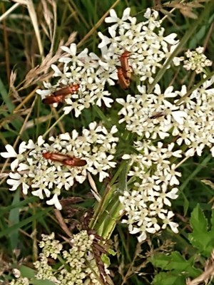 photo of Hogweed